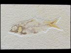 Bargain Knightia Fossil Fish - Wyoming #42436-1